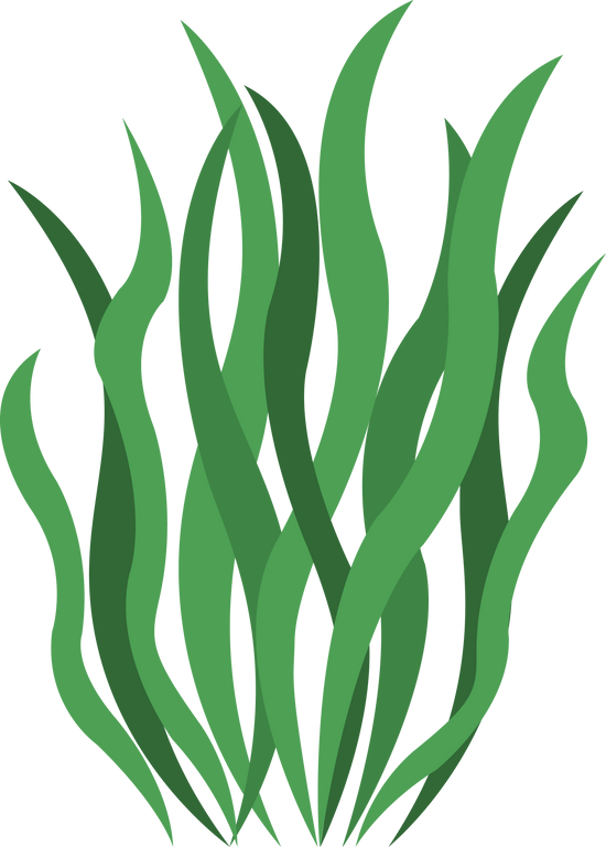 Spirulina algae seaweed